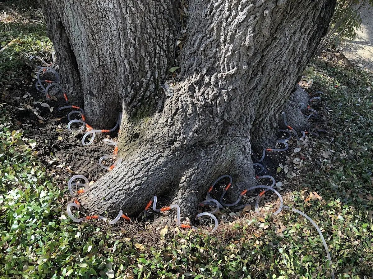 Detailed Tree Cabling and Bracing job site in Skippack